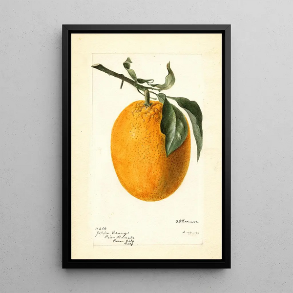 Citrus sinensis Joppa - Deborah Griscom Passmore — gerahmtes Bild an der Wand