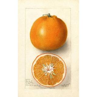 Deborah Griscom Passmore - Citrus sinensis Thornton No.webp