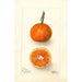 Riproduzione del dipinto Citrus sinensis UnShu - Deborah Griscom Passmore