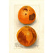 Citrus sinensis Washington Navel - Deborah Griscom Passmore — vista dell’opera