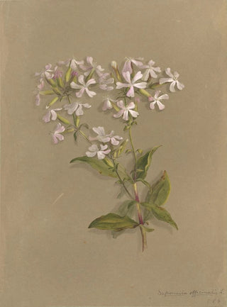 Deborah Griscom Passmore - Deborah Griscom Passmore watercolor album Pl04.webp