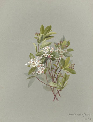 Deborah Griscom Passmore - Deborah Griscom Passmore watercolor album Pl09.webp