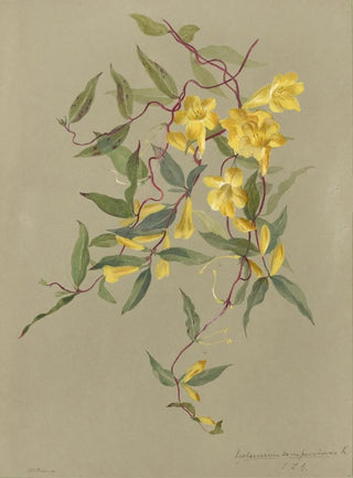 Deborah Griscom Passmore - Deborah Griscom Passmore watercolor album Pl28.webp