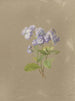Album acquerello di Deborah Griscom Passmore Pl36 - Deborah Griscom Passmore — vista dell’opera