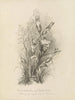 Album Aquarell von Deborah Griscom Passmore Pl63 - Deborah Griscom Passmore — Ansicht des Kunstwerks