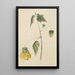 Album di acquerelli di Deborah Griscom Passmore Pl65 - Deborah Griscom Passmore — quadro incorniciato alla parete
