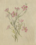 Album Aquarell von Deborah Griscom Passmore Pl67 - Deborah Griscom Passmore — Ansicht des Kunstwerks