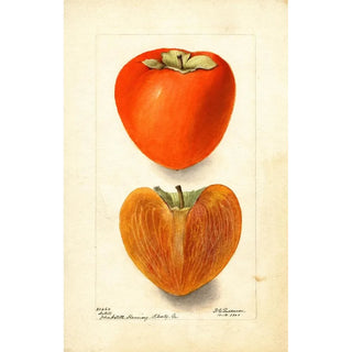 Deborah Griscom Passmore - Diospyros Axtill.webp