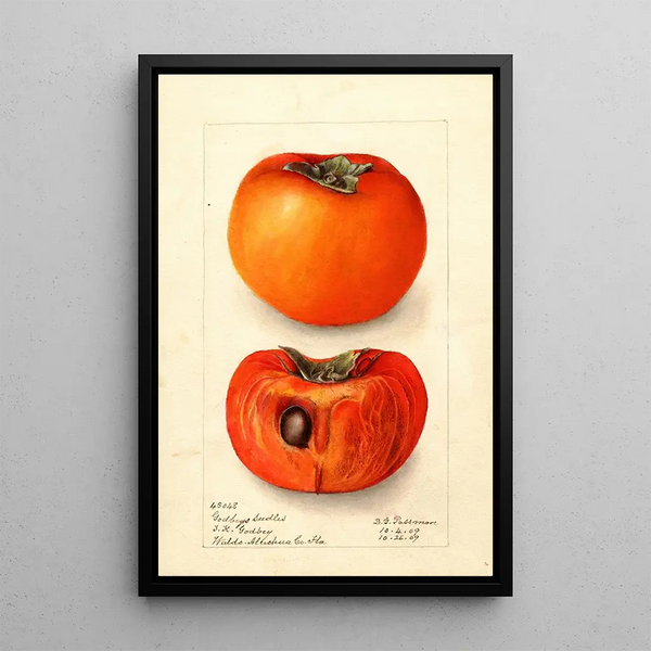Reproduktion des Gemäldes Diospyros Godbeys Seedless - Deborah Griscom Passmore
