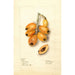 Eriobotrya japonica Victor - Deborah Griscom Passmore — vista dell’opera