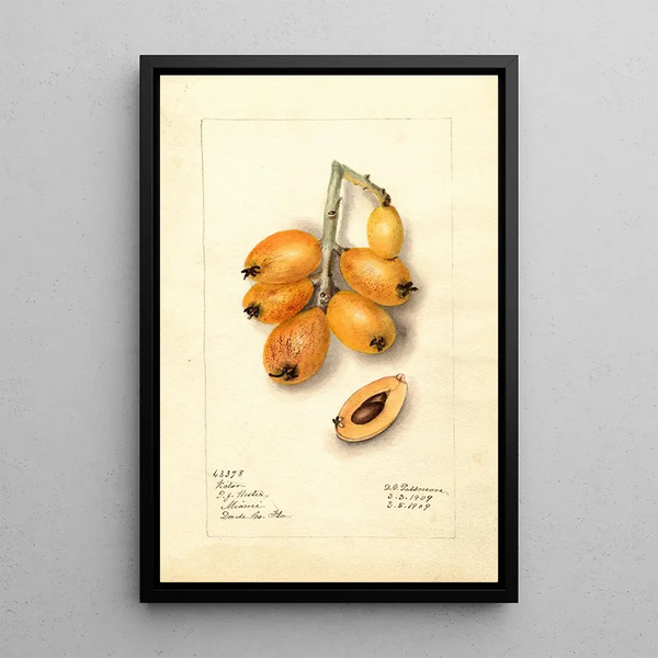 Eriobotrya japonica Victor - Deborah Griscom Passmore — gerahmtes Bild an der Wand