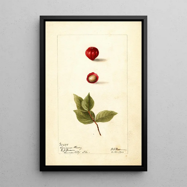Reproduktion des Gemäldes Eugenia uniflora - Deborah Griscom Passmore