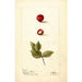 Riproduzione del dipinto Eugenia uniflora - Deborah Griscom Passmore