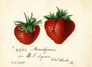 Deborah Griscom Passmore - Fragaria Brandywine.webp