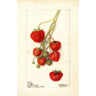 Deborah Griscom Passmore - Fragaria Climan.webp