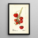 Fragaria Climan - Deborah Griscom Passmore — gerahmtes Bild an der Wand