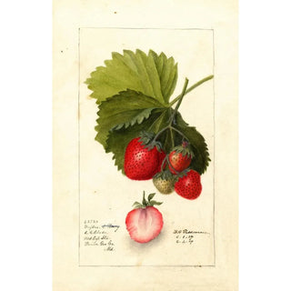 Deborah Griscom Passmore - Fragaria Dayton.webp
