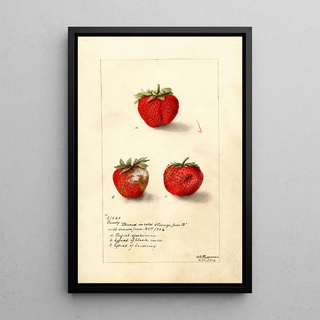 Deborah Griscom Passmore - Fragaria Gandy.webp