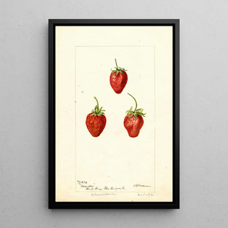 Deborah Griscom Passmore - Fragaria Maida.webp