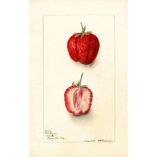 Deborah Griscom Passmore - Fragaria Monett.webp