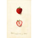 Fragaria Nick Ohmer - Deborah Griscom Passmore — Ansicht des Kunstwerks