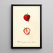 Fragaria Nick Ohmer - Deborah Griscom Passmore — gerahmtes Bild an der Wand