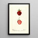 Riproduzione del dipinto Fragaria Seaford - Deborah Griscom Passmore