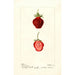 Riproduzione del dipinto Fragaria Seaford - Deborah Griscom Passmore