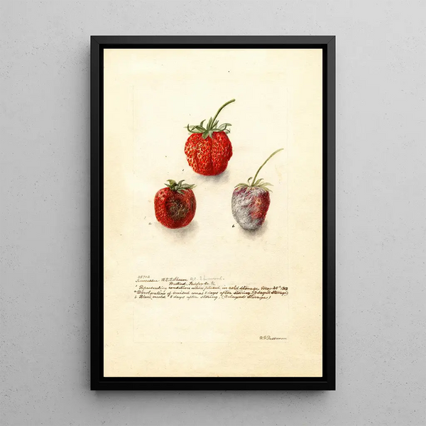Deborah Griscom Passmore - Fragaria Tennessee.webp