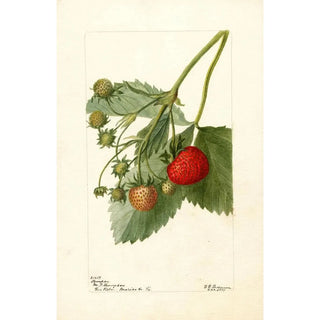 Deborah Griscom Passmore - Fragaria Thompson.webp