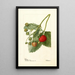 Fragaria Thompson - Deborah Griscom Passmore — gerahmtes Bild an der Wand