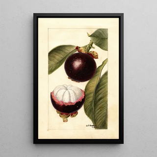Deborah Griscom Passmore - Garcinia mangostana.webp