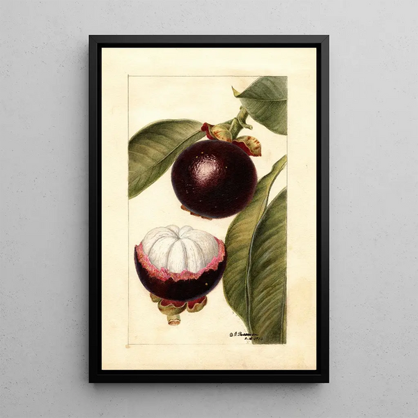 Reproduktion des Gemäldes Garcinia mangostana - Deborah Griscom Passmore