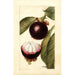 Riproduzione del dipinto Garcinia mangostana - Deborah Griscom Passmore