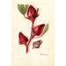 Hibiscus sabdariffa Victor - Deborah Griscom Passmore — vista dell’opera