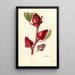 Hibiscus sabdariffa Victor - Deborah Griscom Passmore — quadro incorniciato alla parete