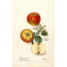 Malus domestica - Deborah Griscom Passmore — vista dell’opera