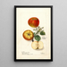 Malus domestica - Deborah Griscom Passmore — quadro incorniciato alla parete