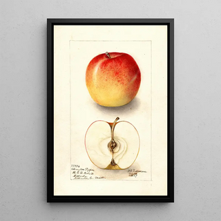Deborah Griscom Passmore - Malus domestica Allington Pippin.webp