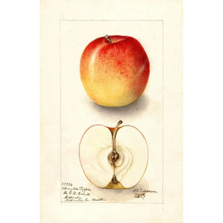 Deborah Griscom Passmore - Malus domestica Allington Pippin.webp