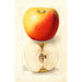 Riproduzione del dipinto Malus domestica Banana - Deborah Griscom Passmore