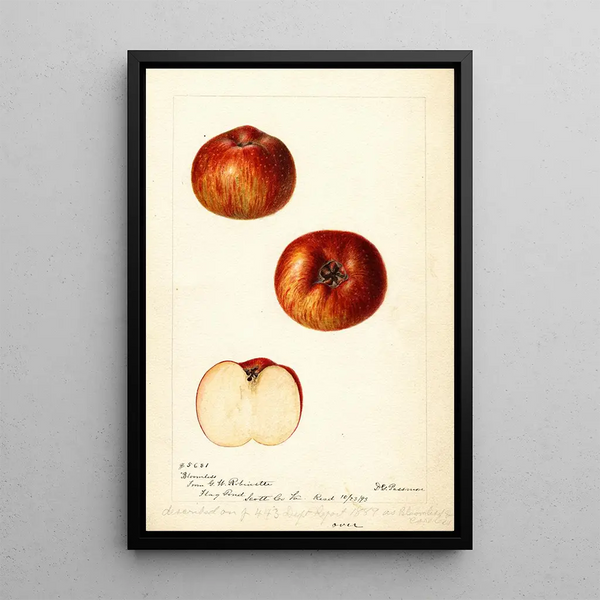 Reproduktion des Gemäldes Malus domestica Bloomless - Deborah Griscom Passmore