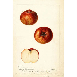 Deborah Griscom Passmore - Malus domestica Bloomless.webp