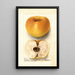Malus domestica Champion Pippin - Deborah Griscom Passmore — gerahmtes Bild an der Wand