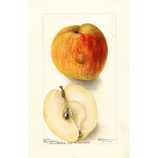 Deborah Griscom Passmore - Malus domestica Floyd.webp