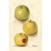 Malus domestica Grimes - Deborah Griscom Passmore — Ansicht des Kunstwerks
