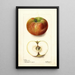 Riproduzione del dipinto Malus domestica Keeskemet - Deborah Griscom Passmore