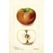 Riproduzione del dipinto Malus domestica Keeskemet - Deborah Griscom Passmore