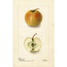 Malus domestica Lewelling Crab - Deborah Griscom Passmore — Ansicht des Kunstwerks