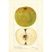 Malus domestica McMillin - Deborah Griscom Passmore — vista dell’opera